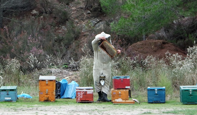 Bienenstöcke auf Chalkidiki